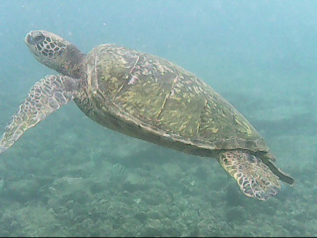 Day 18 snorkeling-   Turtle